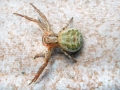 Xysticus kochi