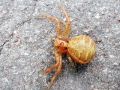 Xysticus_lanio.jpg