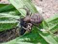 Xysticus robustus