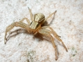 Xysticus ulmi