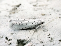 Yponomeuta cagnagella