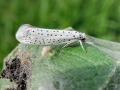 Yponomeuta_evonymella.jpg