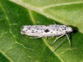 Yponomeuta plumbella
