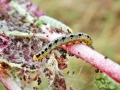 Yponomeuta_sedella_Raupe.jpg