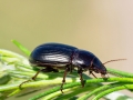Zabrus_tenebrioides.jpg