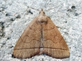Zanclognatha_tarsipennalis.jpg