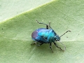 Zicrona caerulea