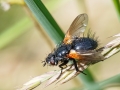 Zophomyia_temula.jpg