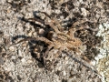 Zoropsis spinimana