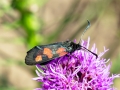 Zygaena_trifolii.jpg
