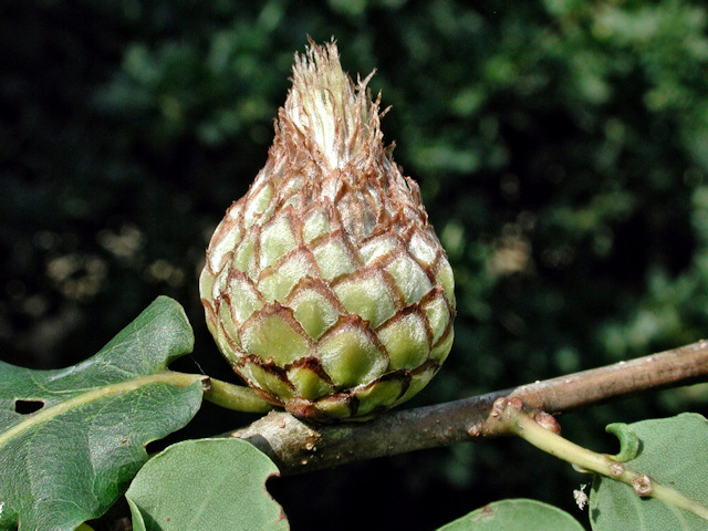 Andricus foecundatrix