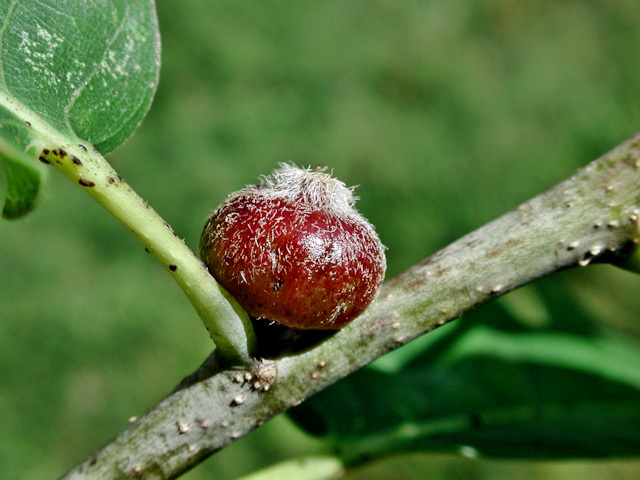 Andricus glandulae