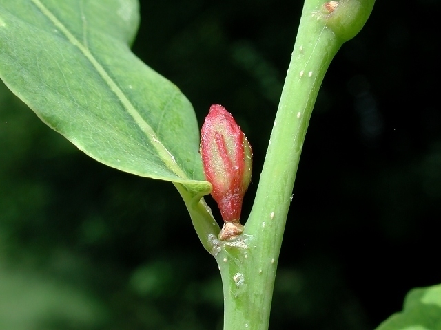 Andricus malpighii