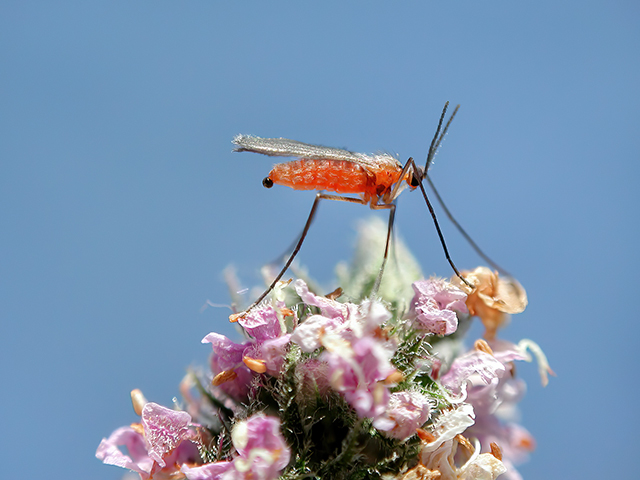 Asphondylia menthae