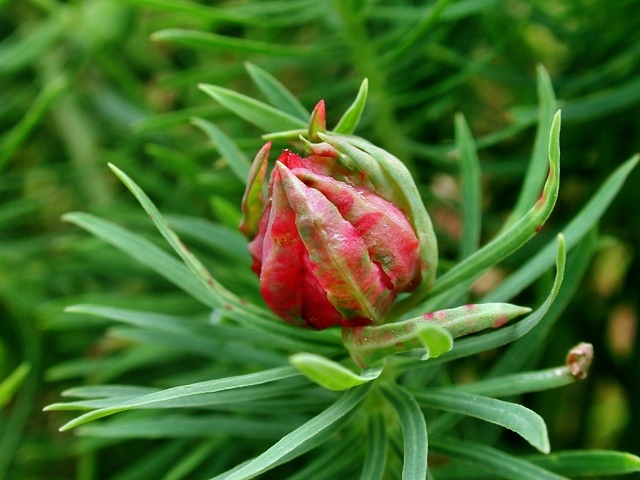 Spurgia euphorbiae
