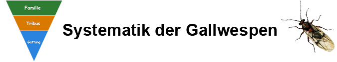 Pflanzengallen - Systematik der Gallwespen (Cynipoidea) Pflanzengallen - Systematik der Gallwespen (Cynipoidea)