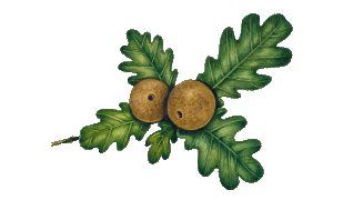 Cynips quercusfolii